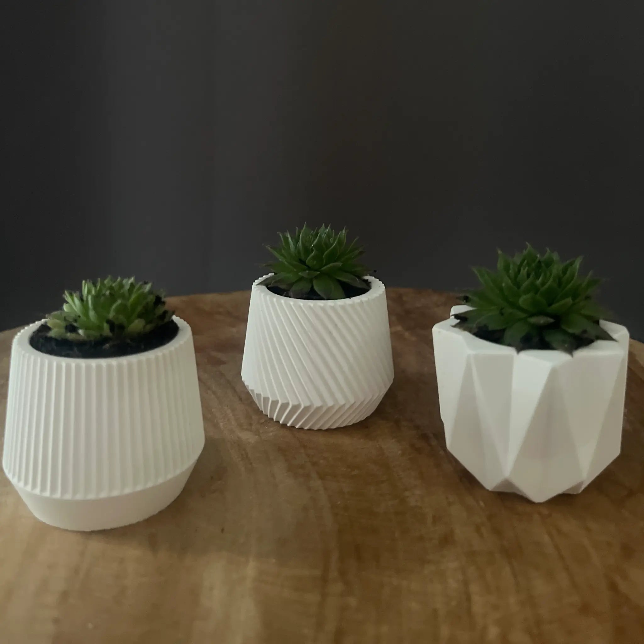 Mini Töpfe mit Steingewächs